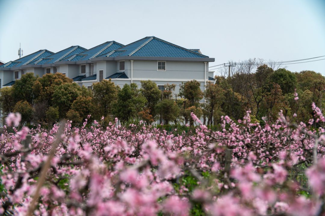 浦东这4个村获评第一批上海市森林乡村！(图12)